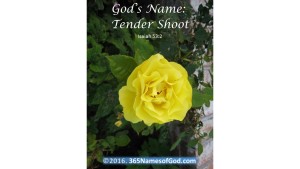 Name of God for Easter--Tender Shoot